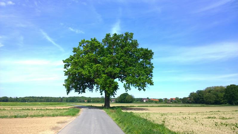 Stieleiche_Quercus_Robur